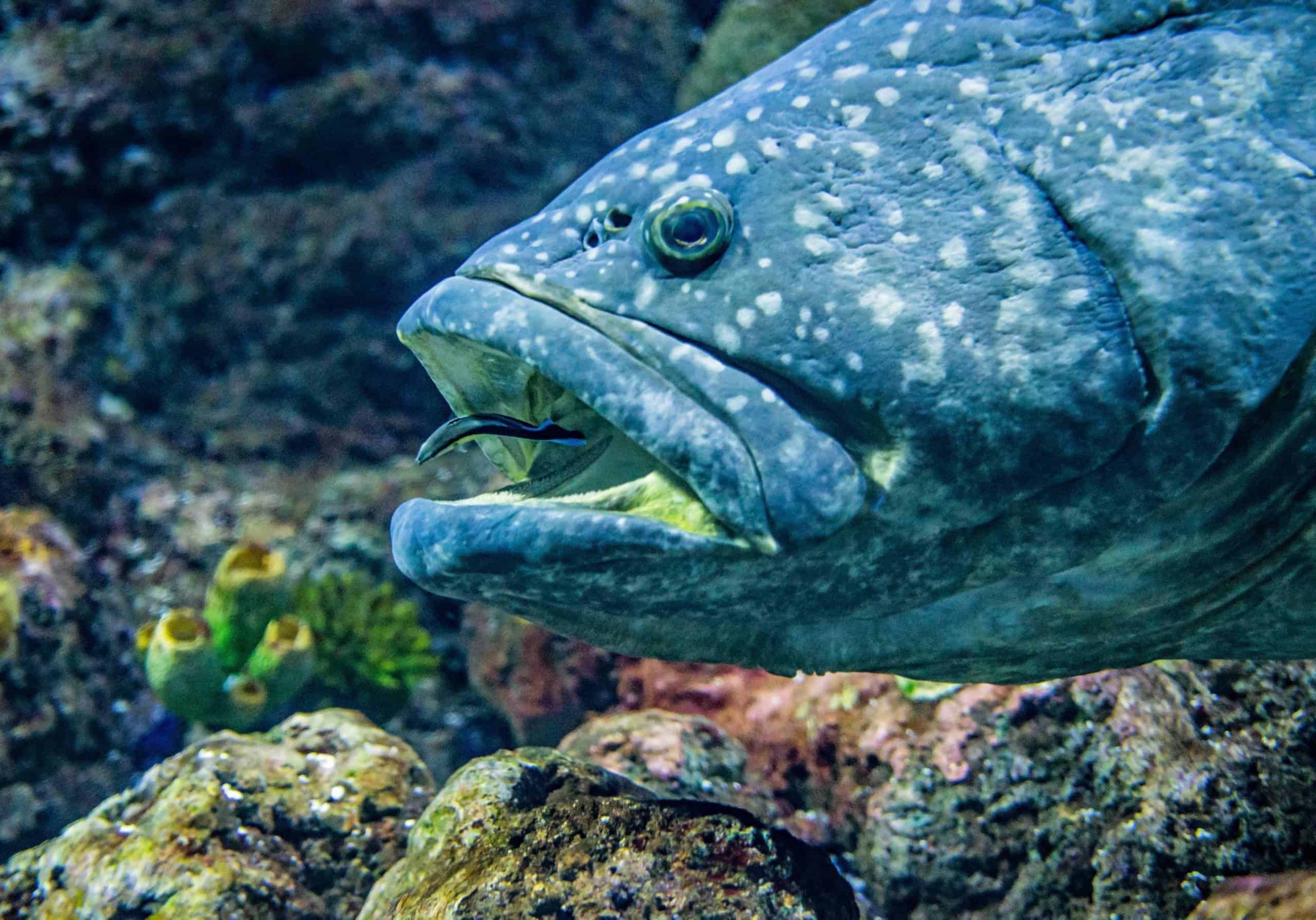 Cleaner wrasse