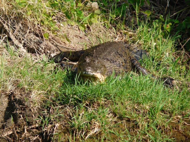 Crocodile in the Okavango Delta